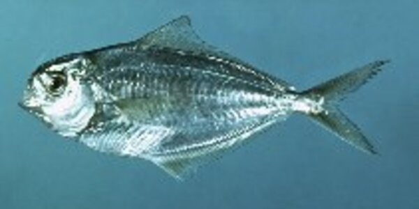 Article teaser image