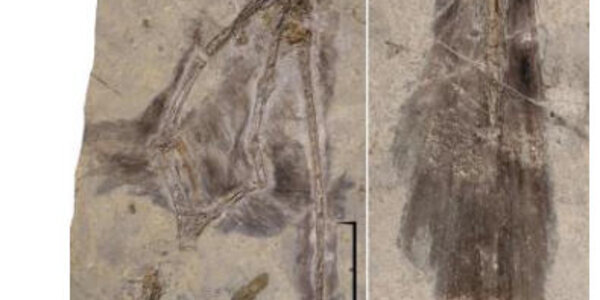 Article teaser image