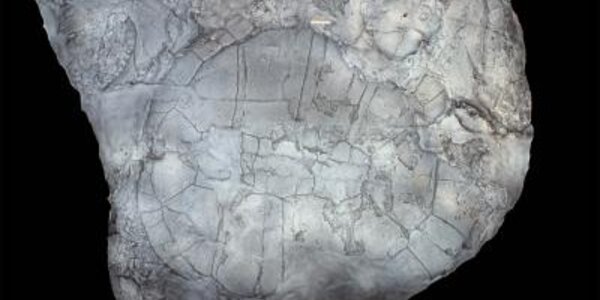 Article teaser image