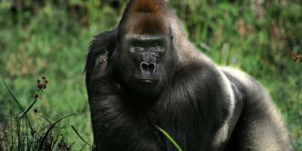 Article teaser image