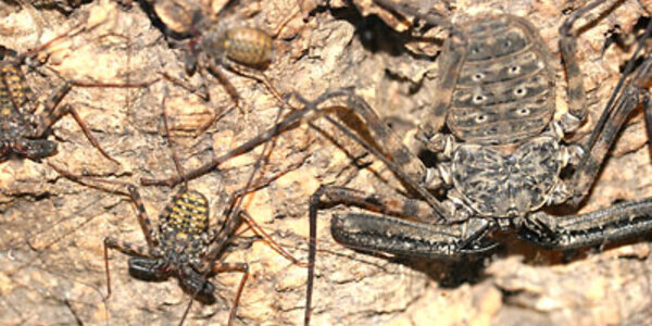 Article teaser image