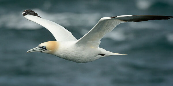 Article teaser image