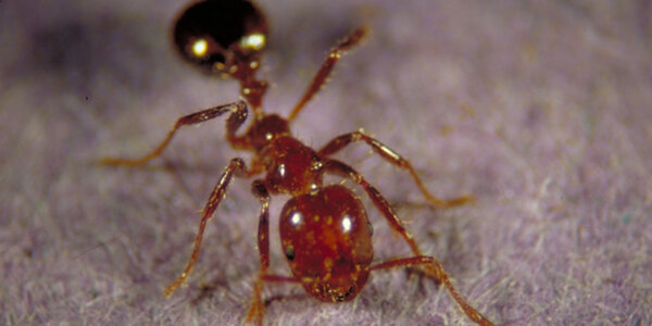 Article teaser image