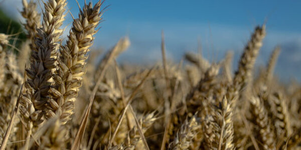 Article teaser image