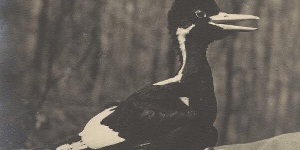 Article teaser image