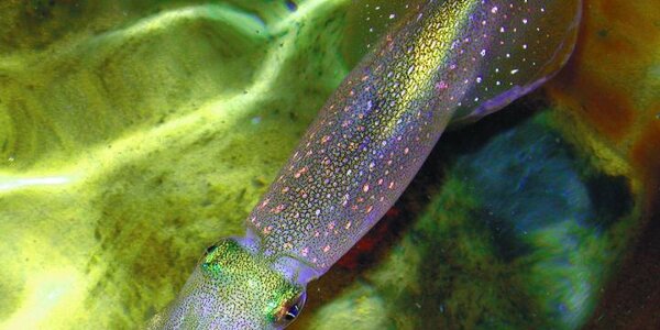 Article teaser image