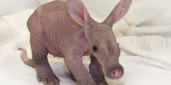 Article teaser image