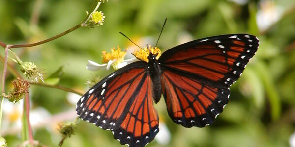 Article teaser image