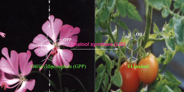 Article teaser image