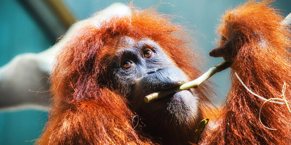 Article teaser image