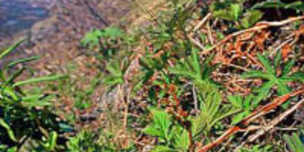 Article teaser image