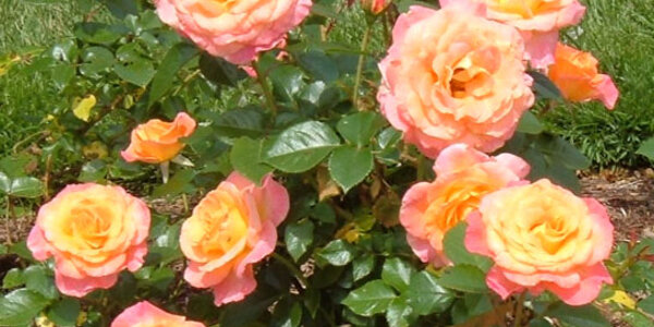 Article teaser image