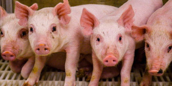 Article teaser image