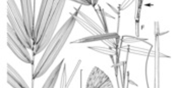 Article teaser image