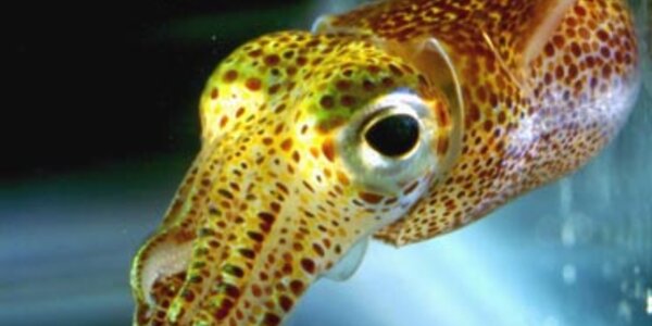 Article teaser image