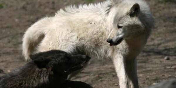 Article teaser image