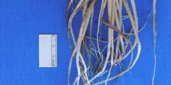 Article teaser image