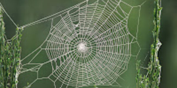 Article teaser image