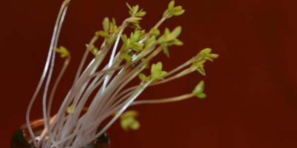 Article teaser image