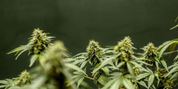 Article teaser image