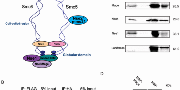 Article teaser image