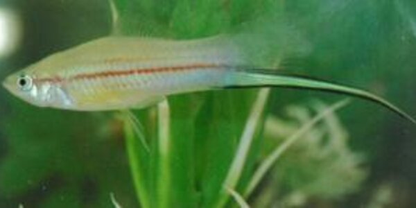 Article teaser image