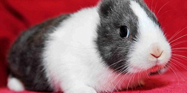 Article teaser image