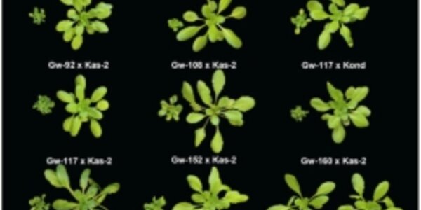 Article teaser image