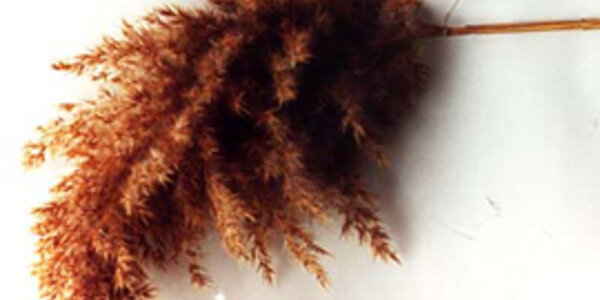 Article teaser image