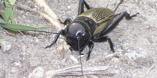 Article teaser image