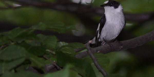 Article teaser image