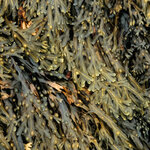 Article teaser image