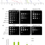 Article teaser image