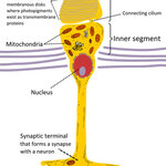 Article teaser image