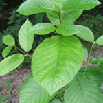 Article teaser image