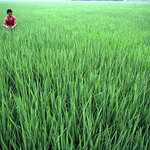 Article teaser image