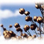 Article teaser image