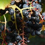 Article teaser image