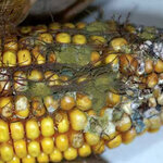 Article teaser image