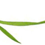 Article teaser image