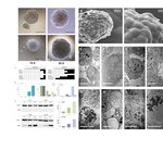 Article teaser image