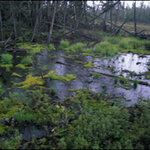 Article teaser image