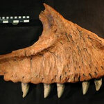 Article teaser image