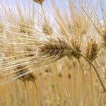 Article teaser image