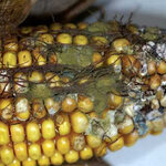 Article teaser image