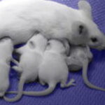 Article teaser image