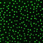 Article teaser image