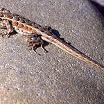 Article teaser image