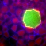 Article teaser image